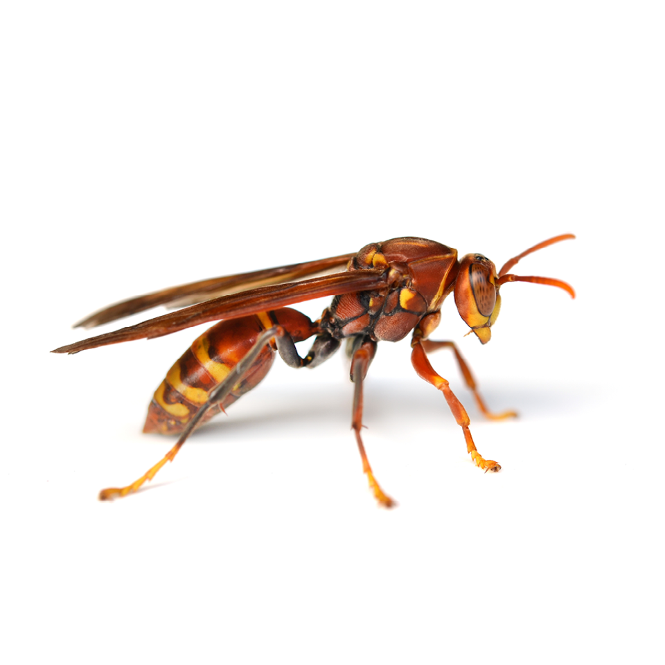 Wasps