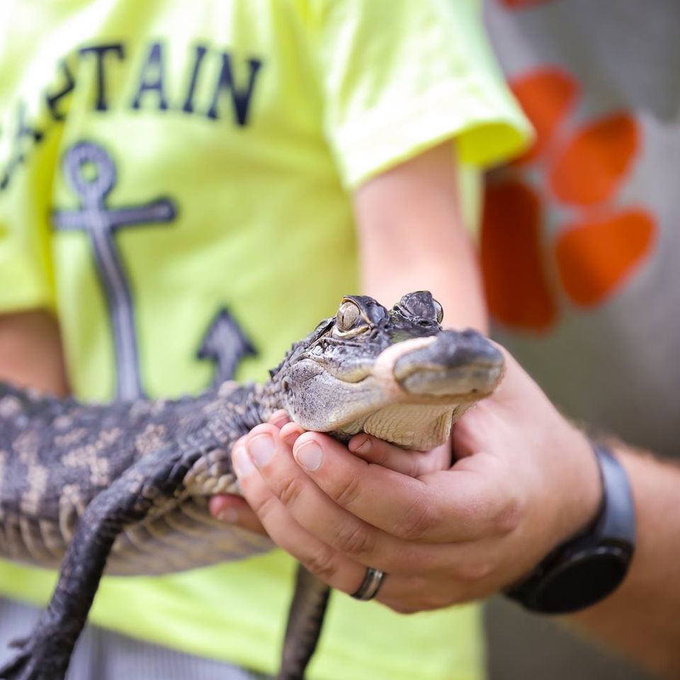 Pet an alligator at orange hills gator farm