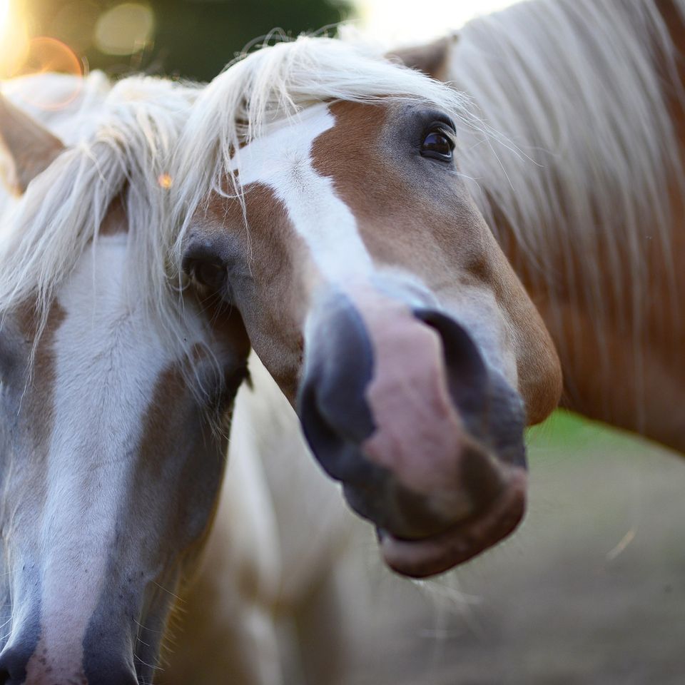 Pony Parties