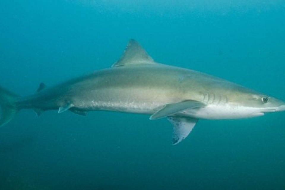 Soupfin