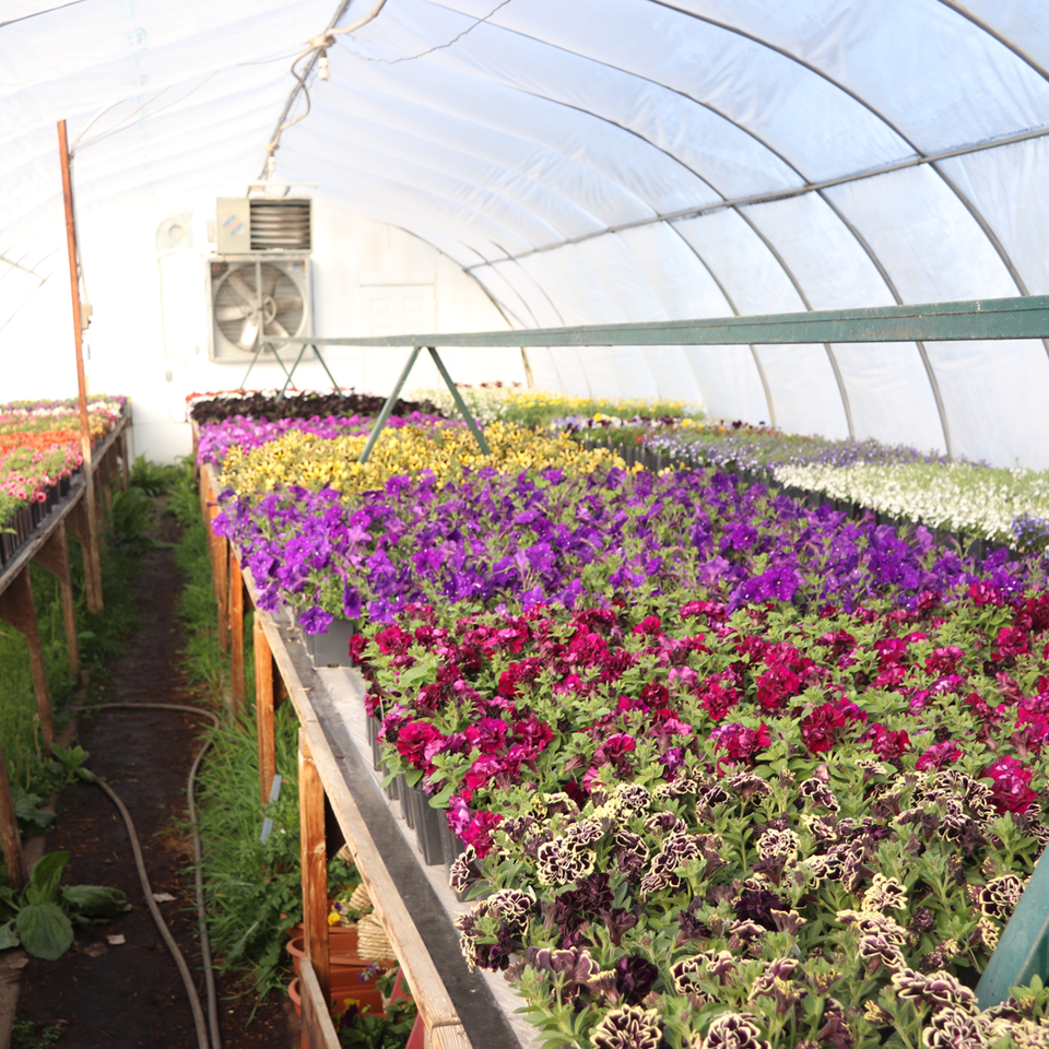 Flower greenhouse 3