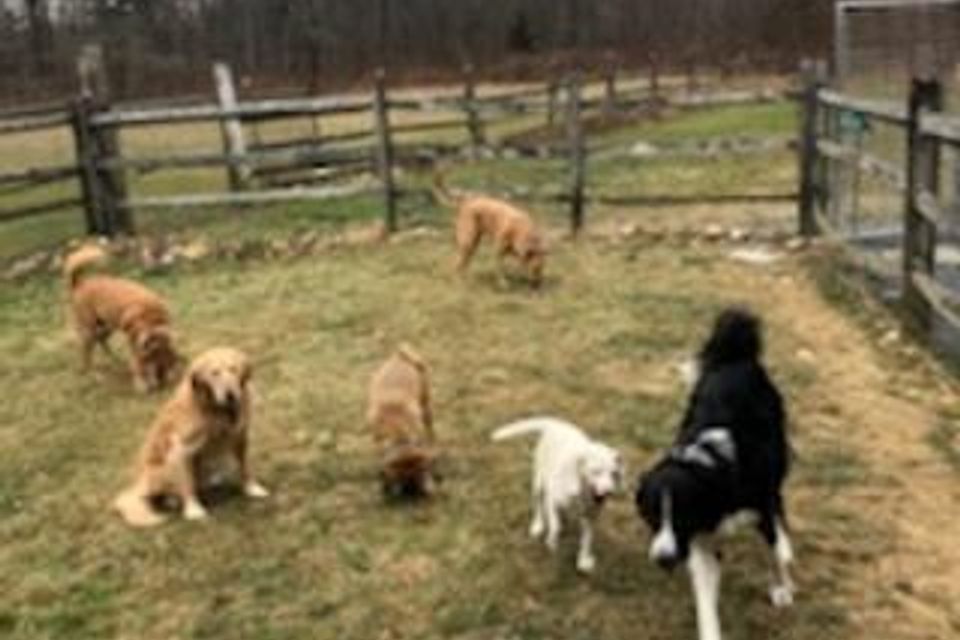 Manydogs