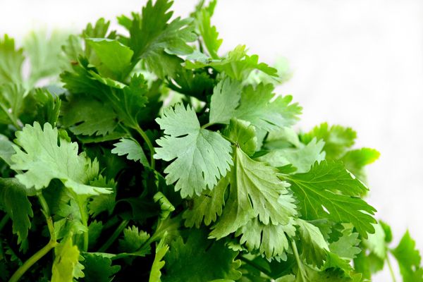 Cilantro g6dc2e2f87 1920