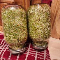 Sprouts