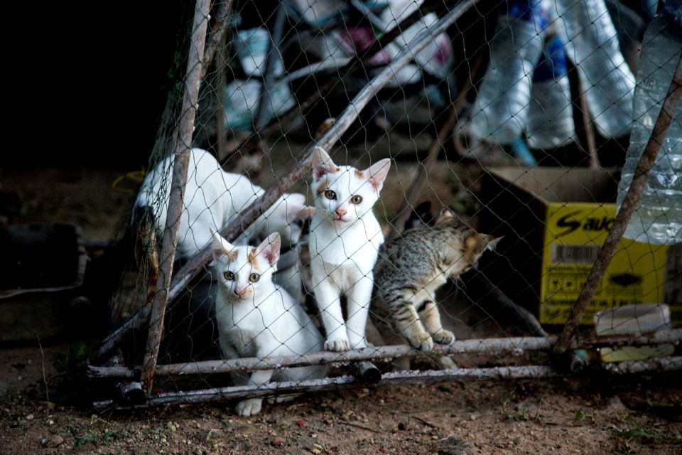 Family cats village island ko yao southern thailand