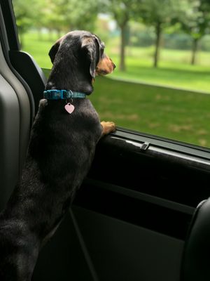 Dog walking