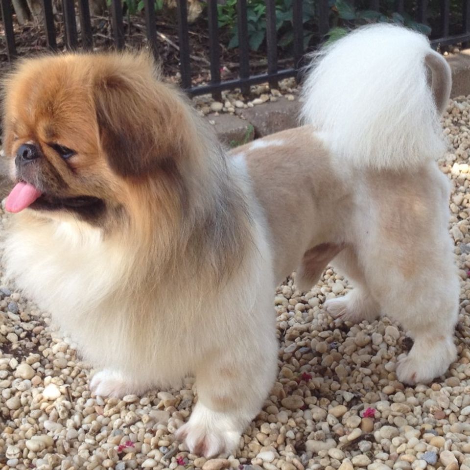 Groom pekingese lc 1024x768