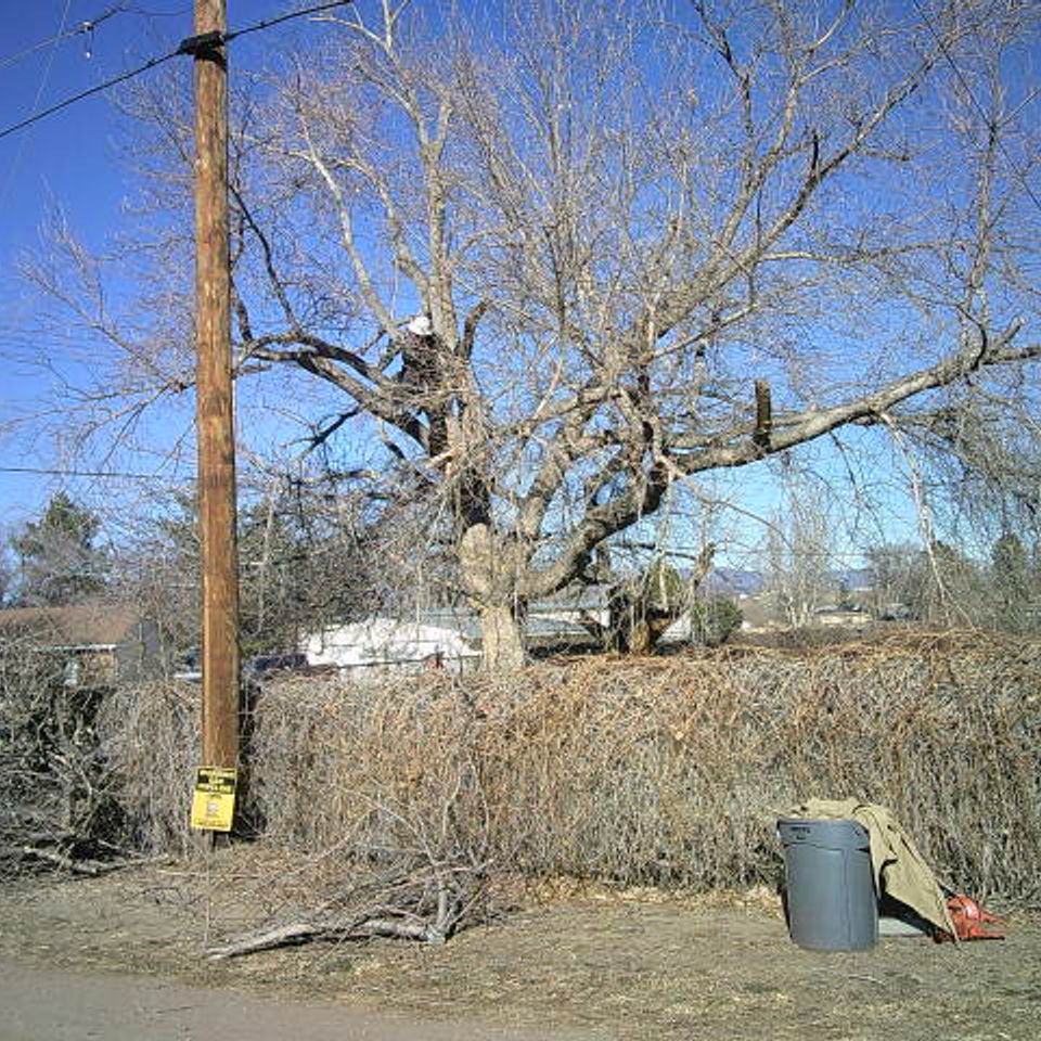 Trees of life tree service 9