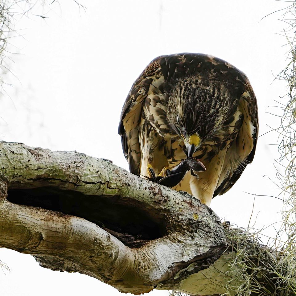 Hawk dining copy