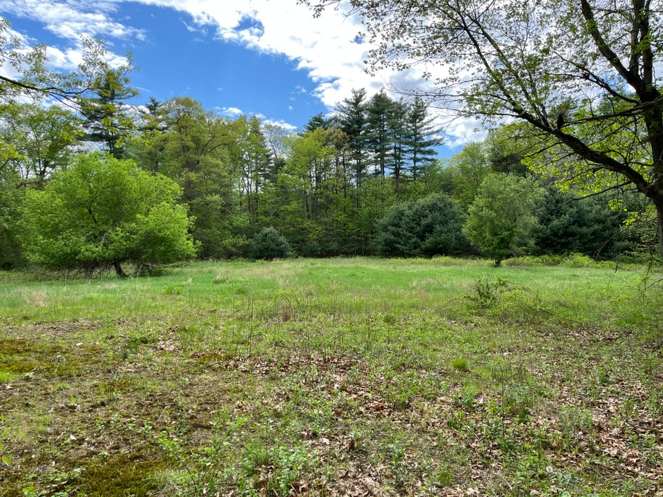 Bird meadow
