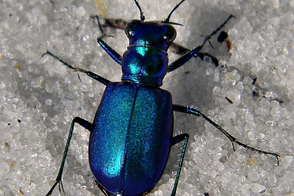 Beetle winter