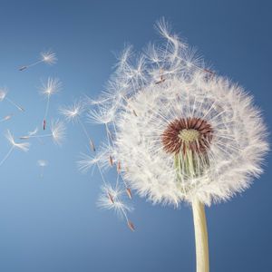 Wind