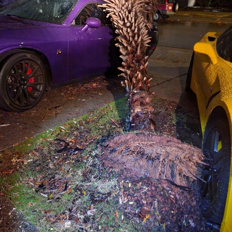 Storm‑damaged palm tree collapsed onto car requiring emergency tree removal