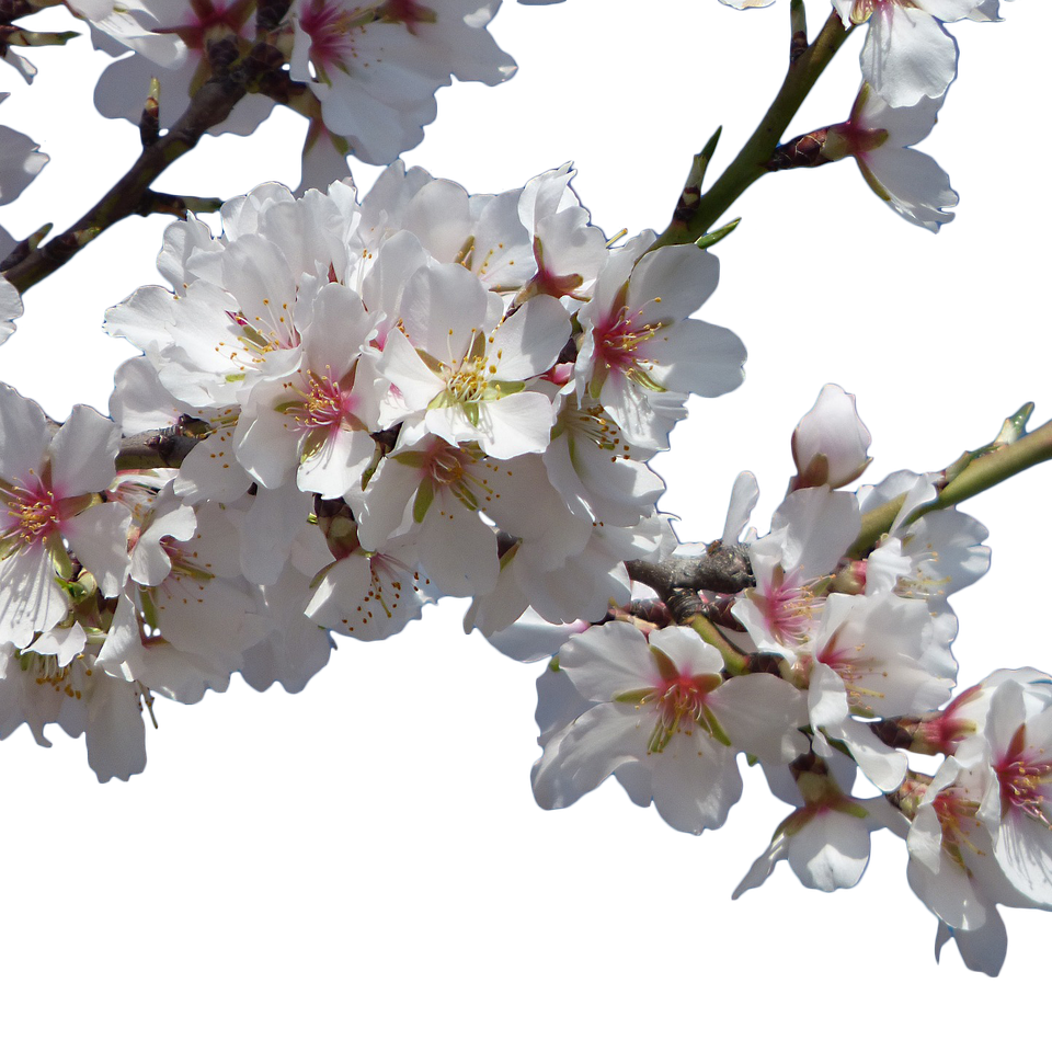 Flowers g50754f0cf 1920