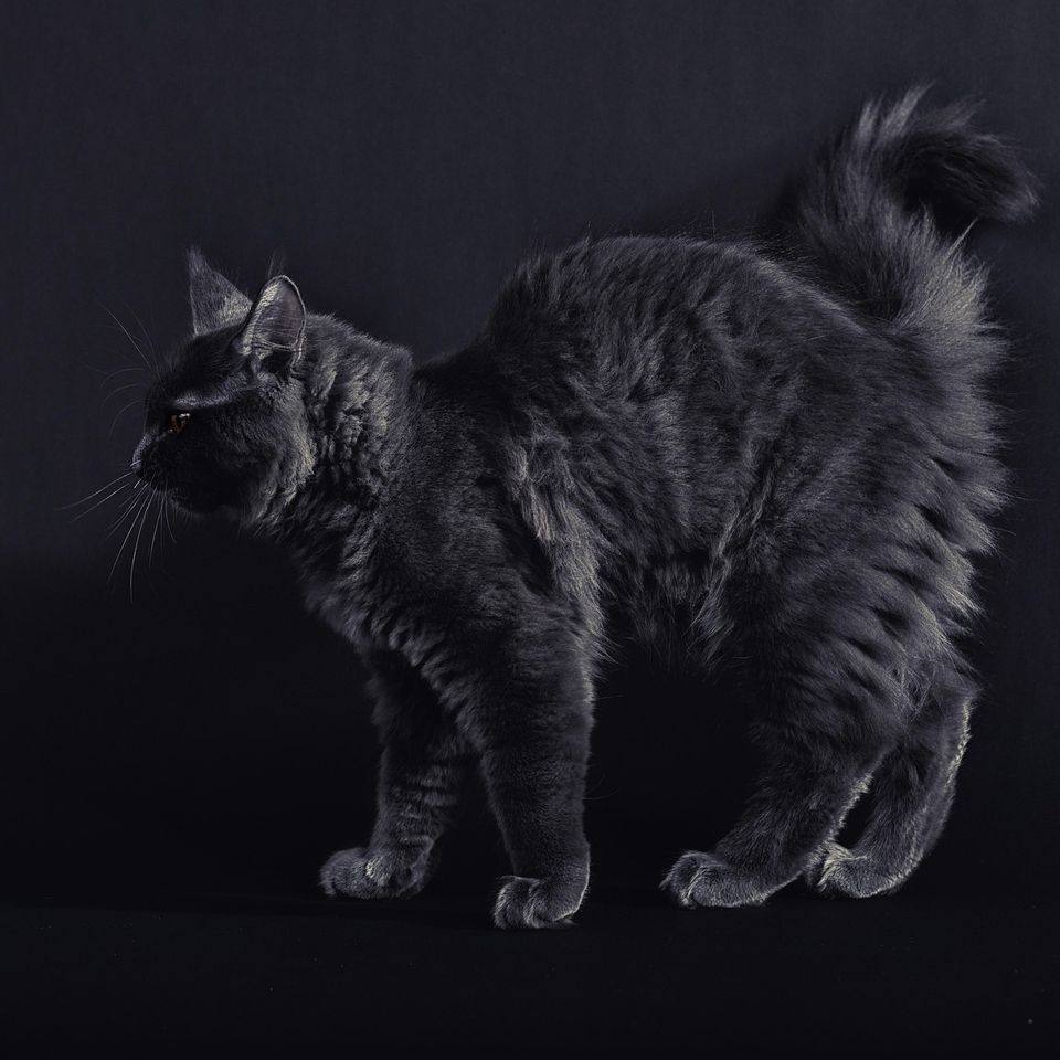 Cat gdbdf64775 1920