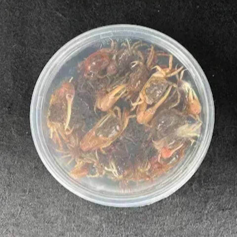 Container of fresh live bait