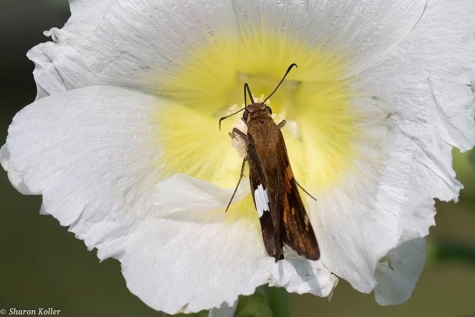 Skipper on hollyhock
