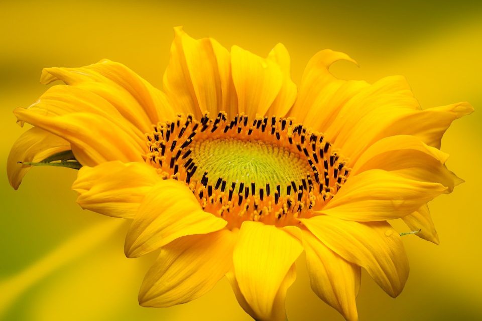 Sunflower gfd2667ae3 1920