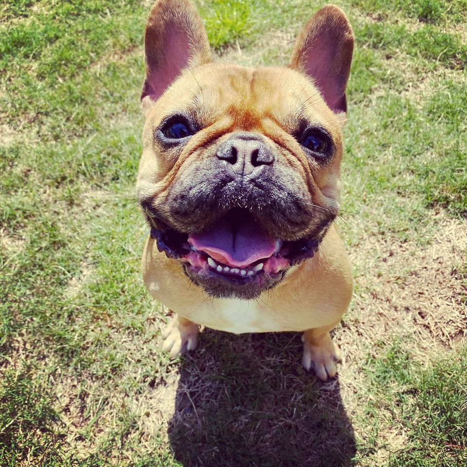 Jaxx french bulldog