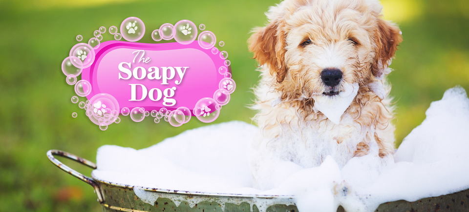 The Soapy Dog Knightdale NC, Dog Grooming 27545, Dog Washing,