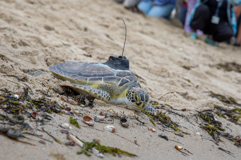 Sea turtles