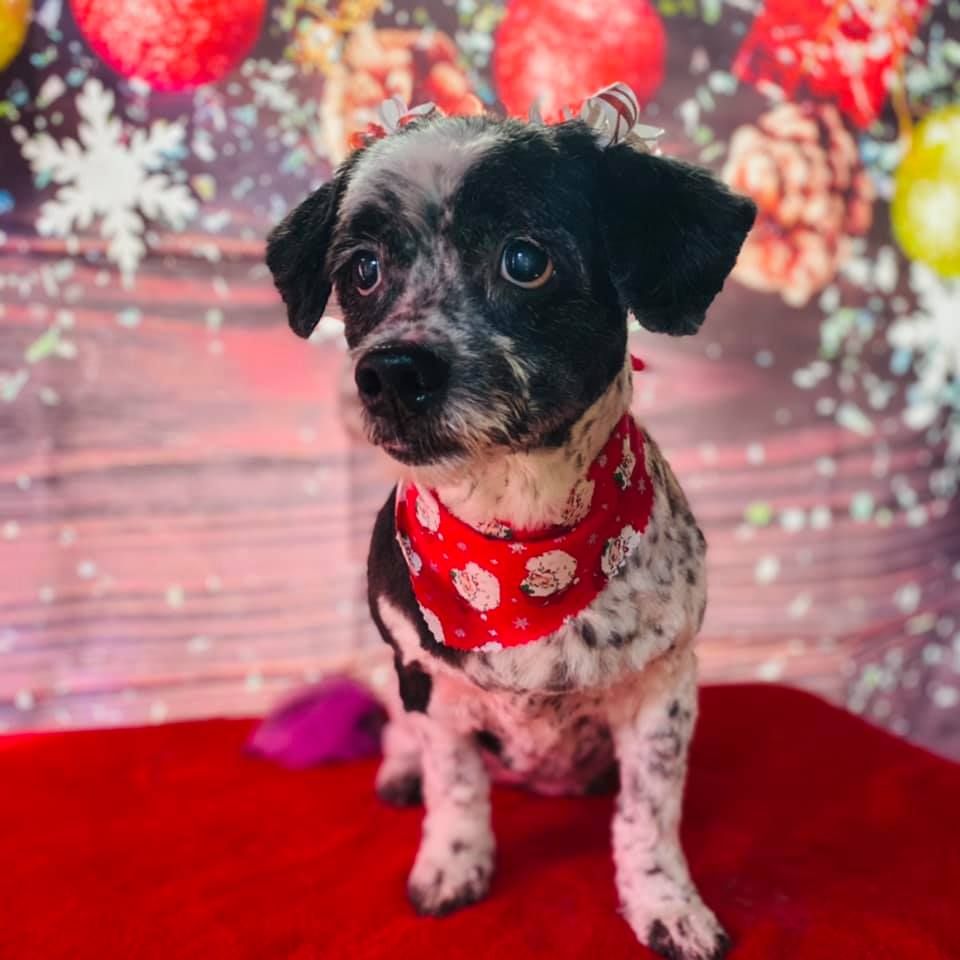 Cute black and white spotted dog gets groomed and then takes a christmas photo