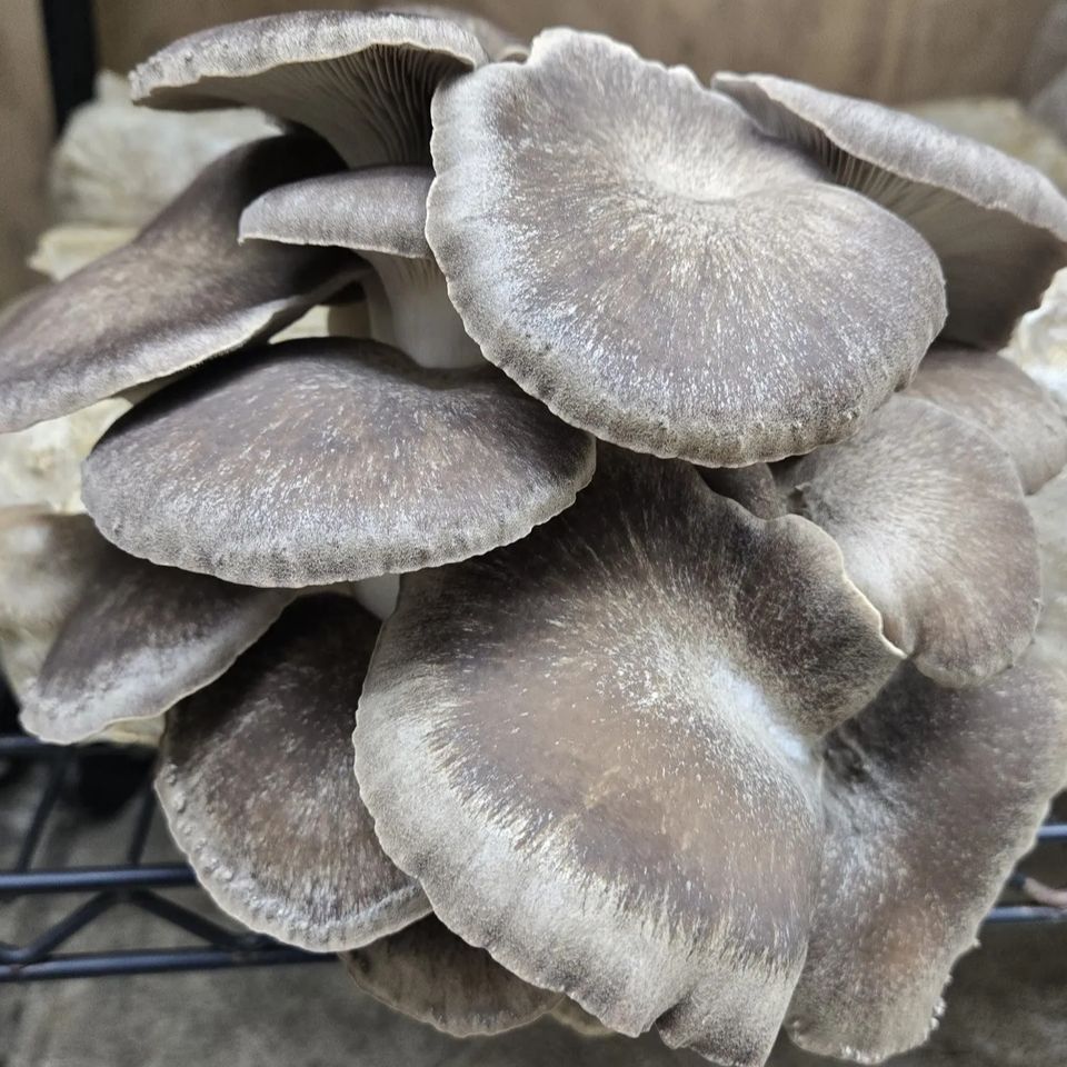 Black Pearl King mushrooms from Fungi Meadows in Logansport, IN