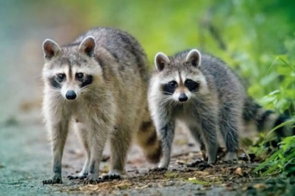 Long Island Wildlife Control opossum racoon squirrel bat bird capture