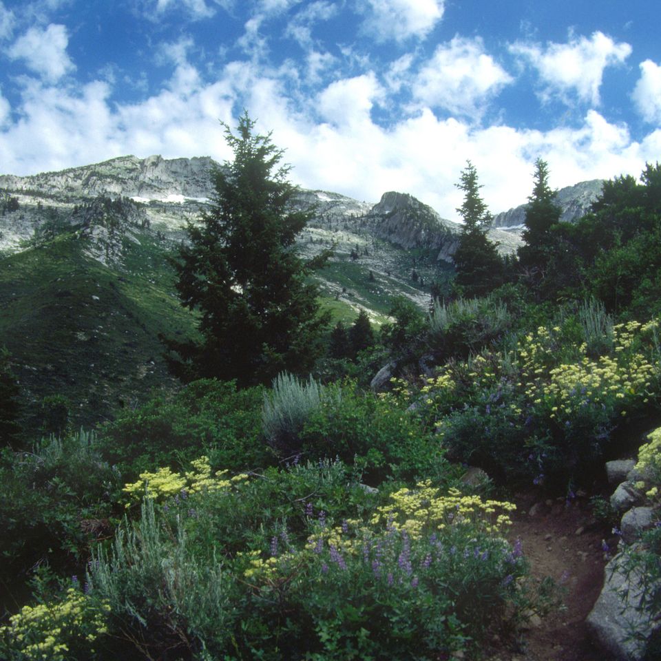 Mountain flowers2