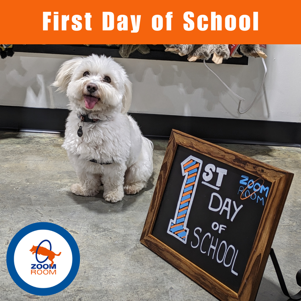 First day of school 3