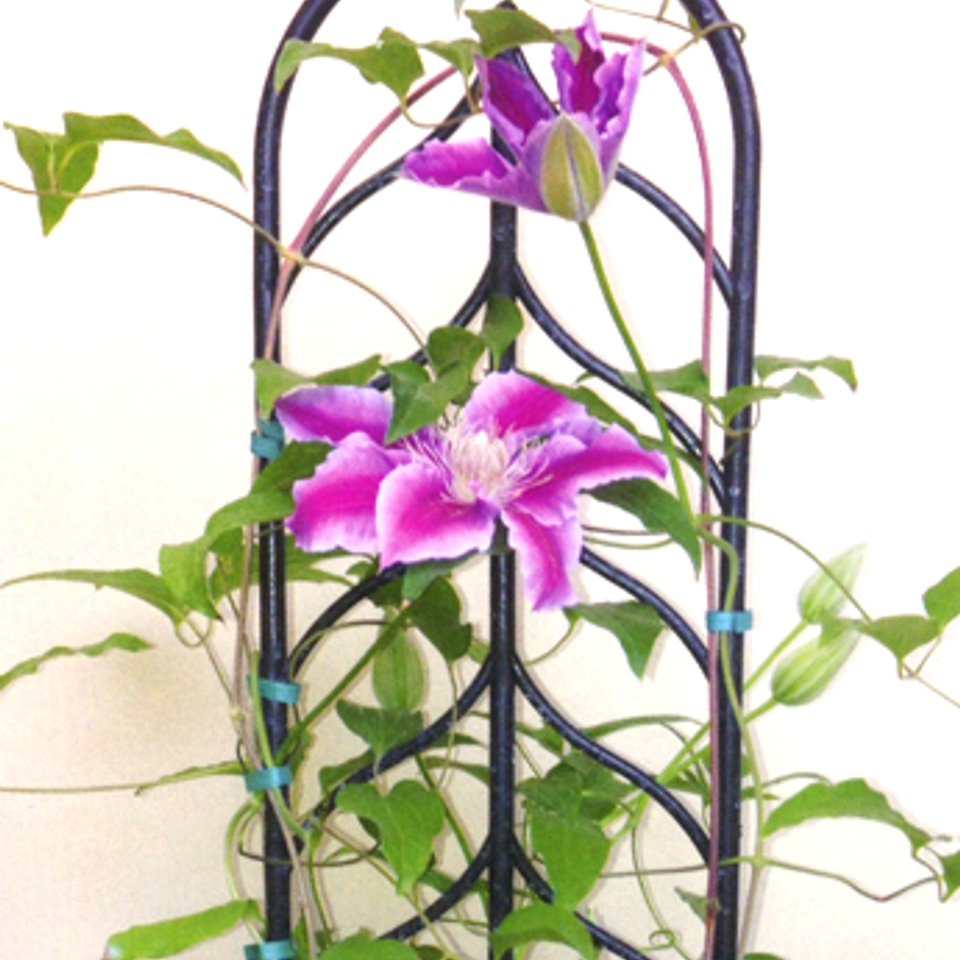 Trellis 2