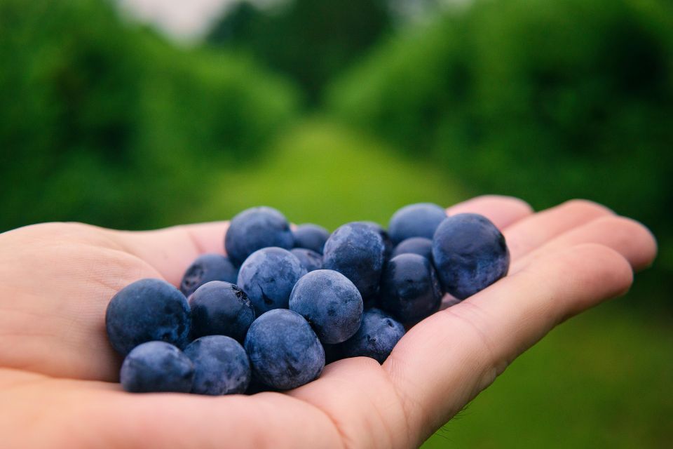 Blueberries g498d0eb55 1920