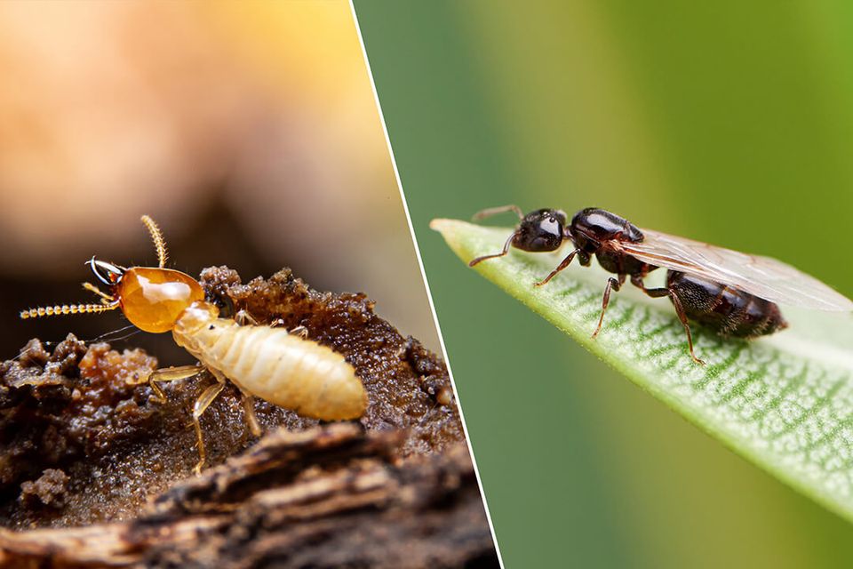 Termites vs flyingants