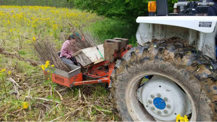 Tree planting forestry2