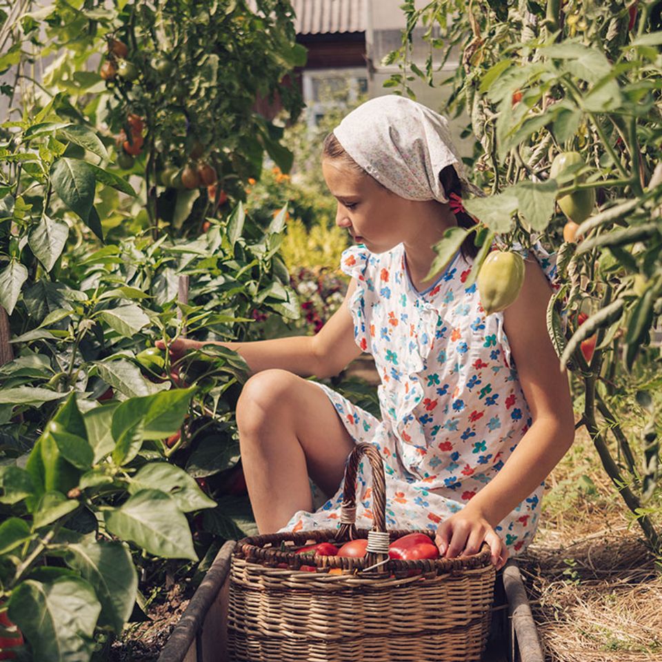 Bloir family farm 6