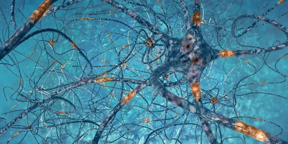 Neural pathways of the brain 