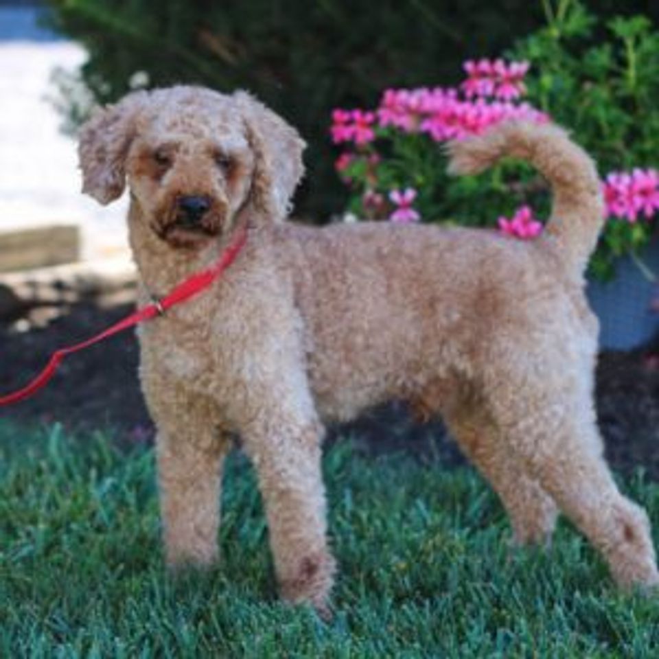 Poodle toy akc sire toby 10lb greenforrestpuppies enosesh 300x300