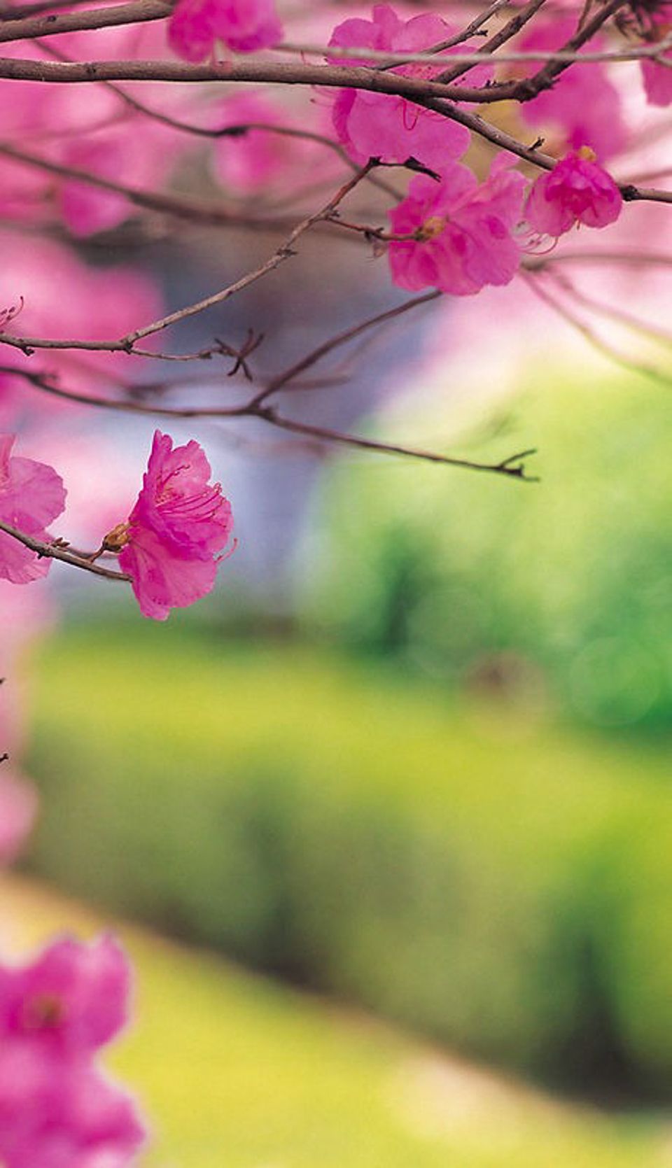 Small tree pruning and plant removal 2