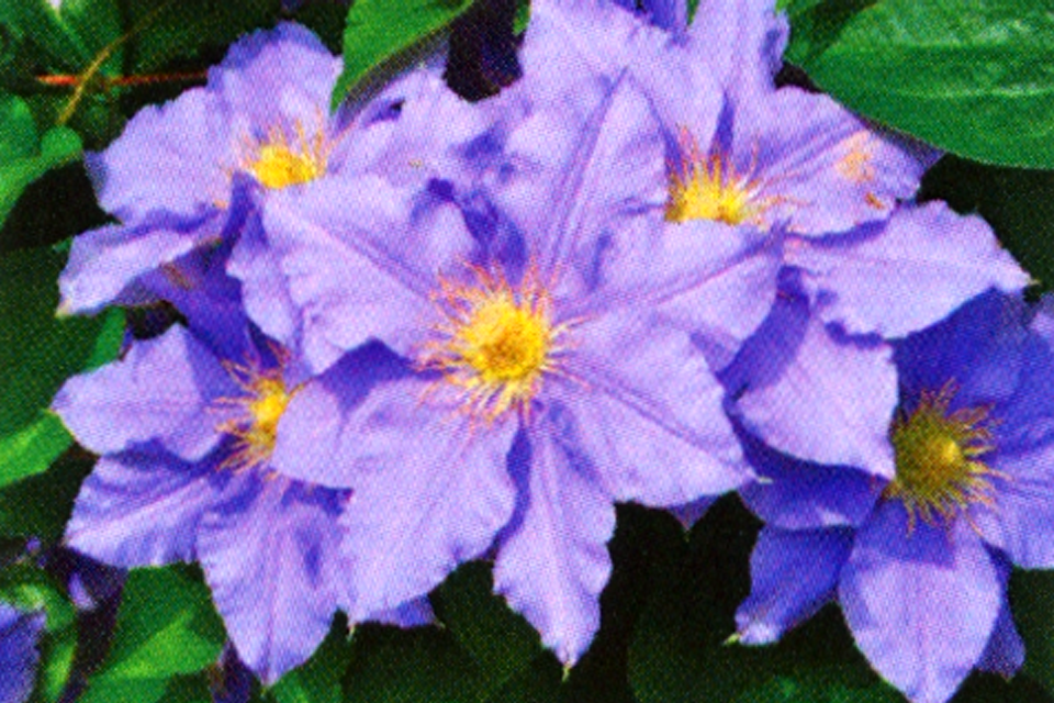 Purpleflowers