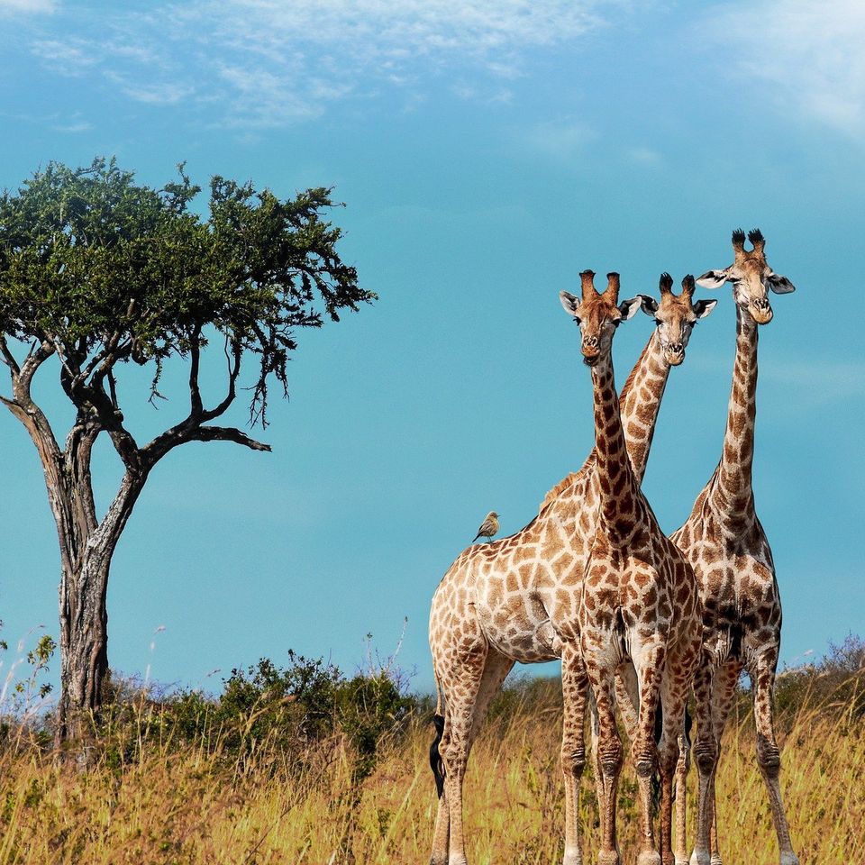Giraffes gaf67dd6db 1920