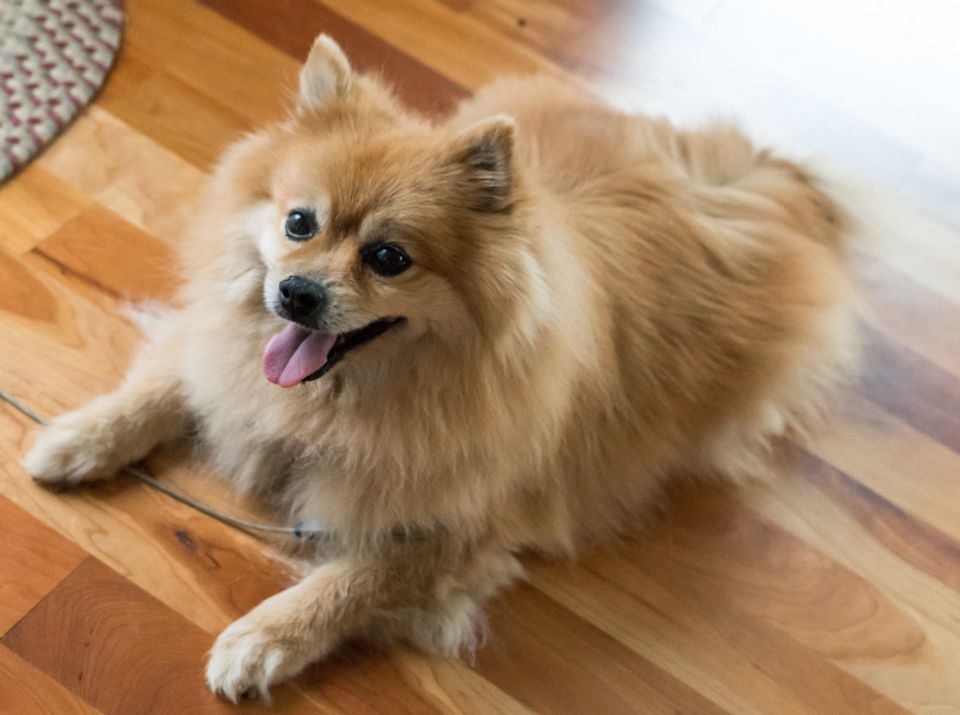 Pomeranian 57e5d14242 1920