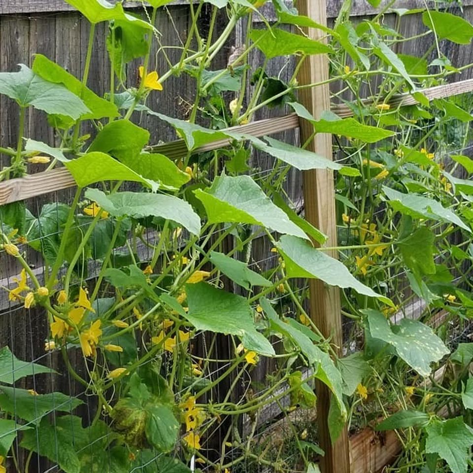 Cucumbers