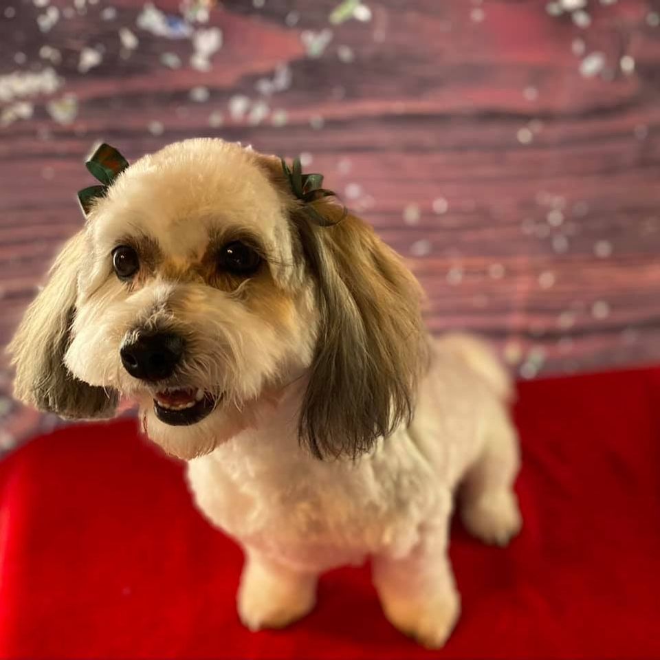 Cute tiny dog with green bows poses for holiday photo post grooming