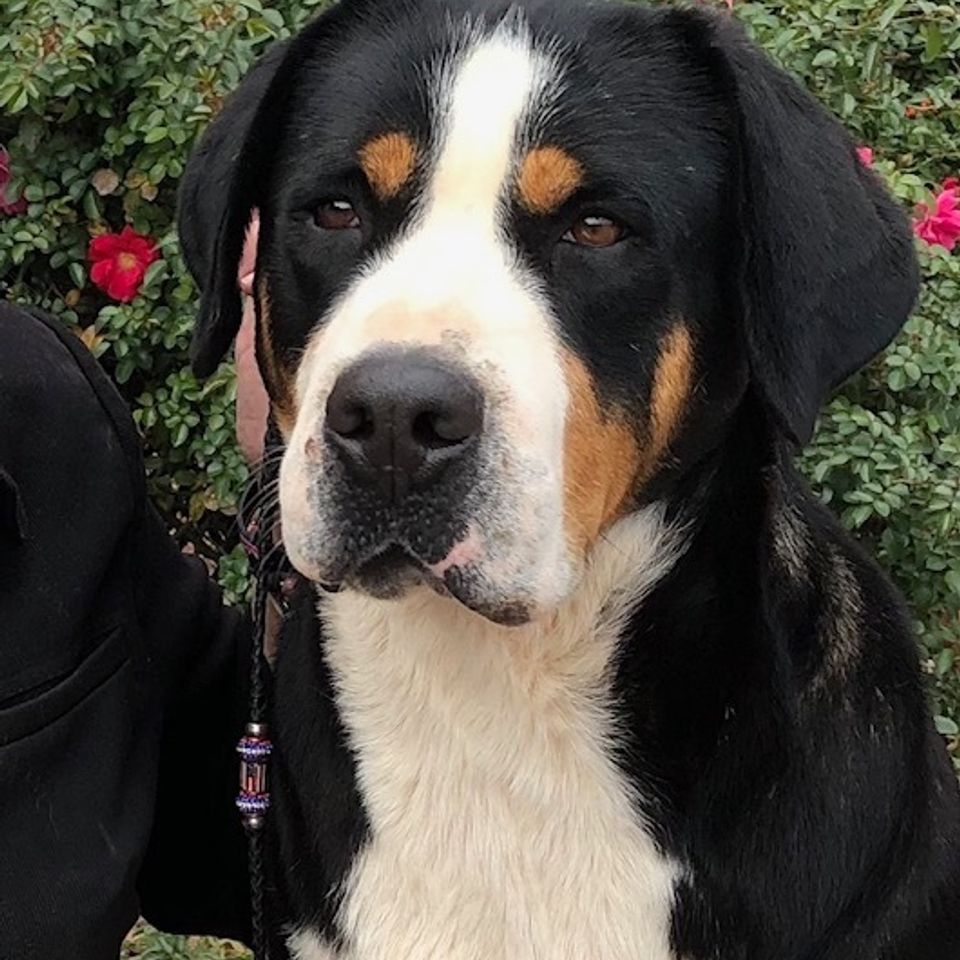 Greater swiss mountain dog liberty run star