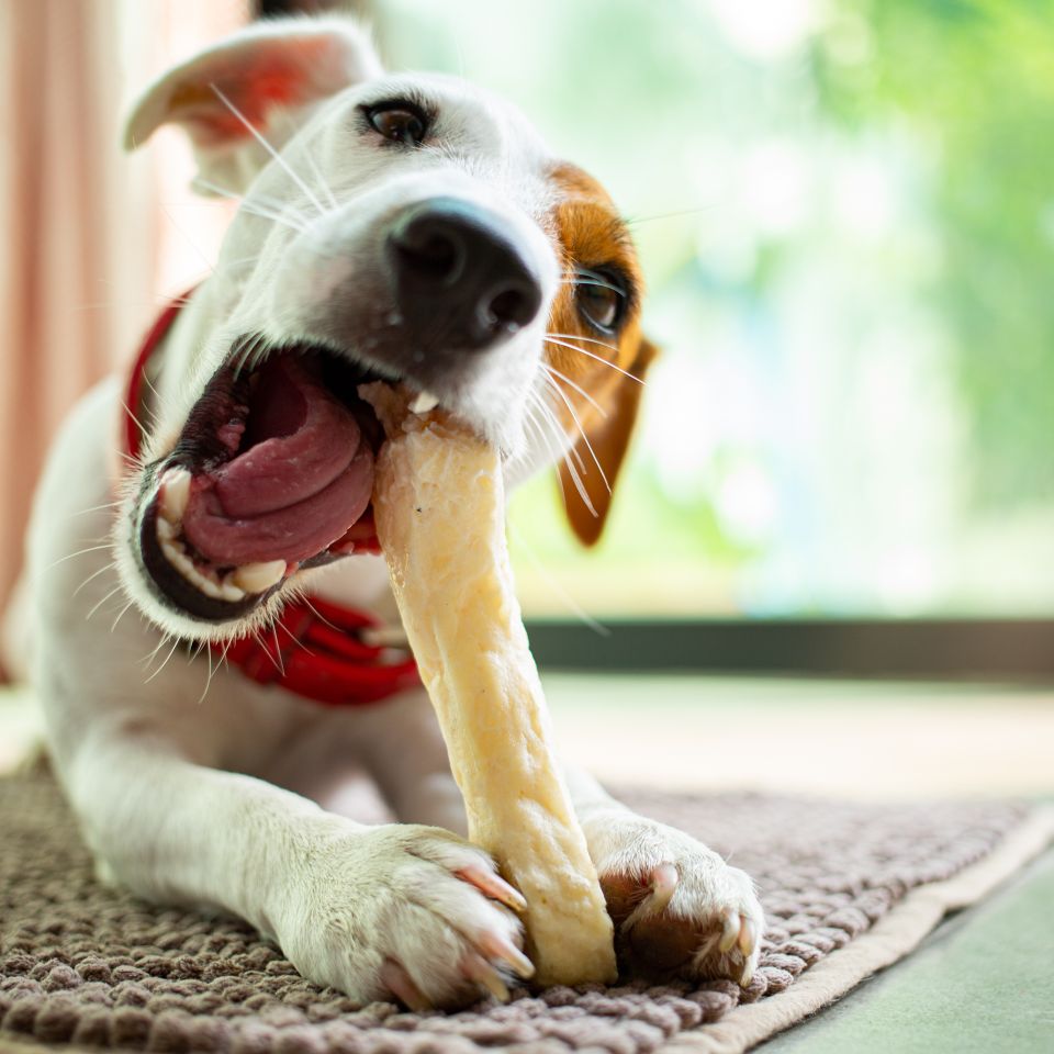 Adobestock 408187646