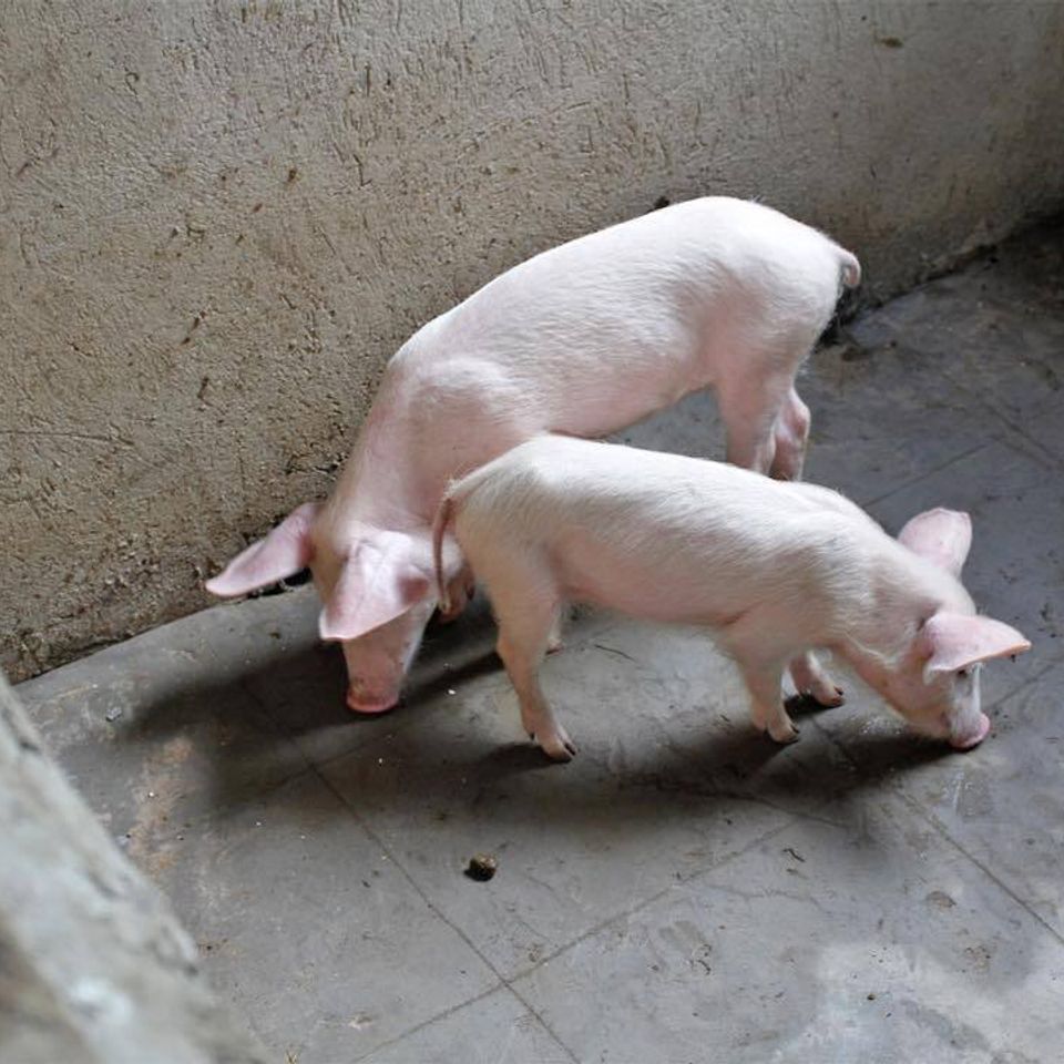 Piglets in uganda