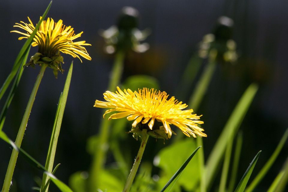 Common dandelion ge36628f44 1920