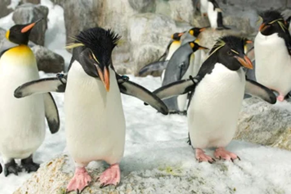 Penguin tour product