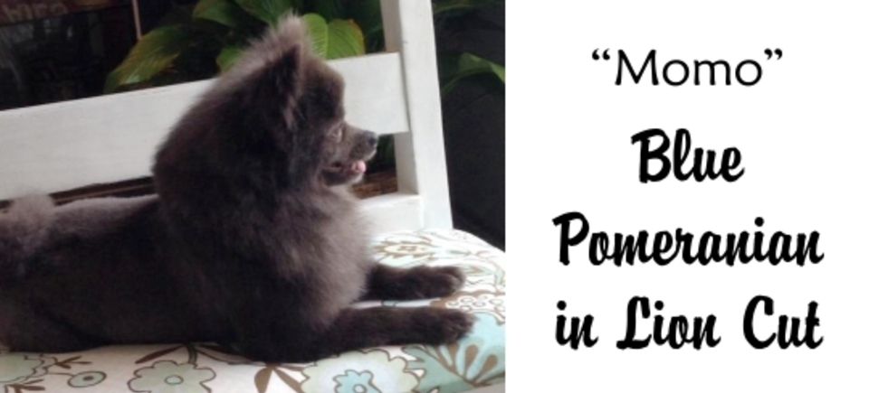 Faces   momo blue pomeranian20150623 16882 1b61s7m