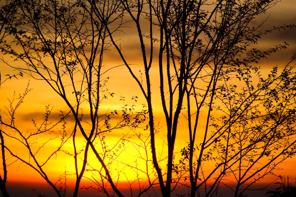 Branch tree on sunrise or sunset sbi 301081977